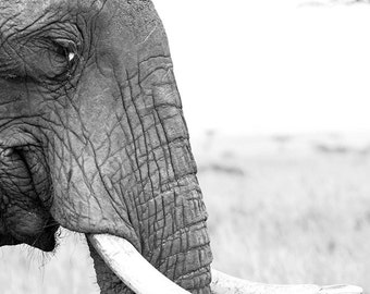 black & white photograph of an elephant in profile on the Masai Mara in Kenya, portrait, endangered animal, safari 8x12, 12x18, 16x24