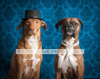 photograph of 2 dogs sitting side by side in classic portrait style, animals 8x12, 12x18, 16x24