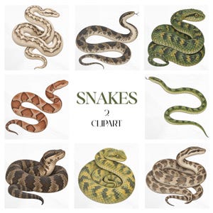Pode incluir: Uma coleção de oito ilustrações detalhadas de cobras dispostas em uma grade, apresentando várias espécies com padrões e cores distintos, incluindo verde, marrom e bege. O centro exibe o texto SNAKES 2 CLIPART.