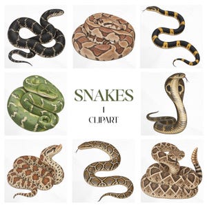 May include: A collection of eight detailed snake illustrations arranged in a grid, featuring various species with distinct patterns and colors, including green, brown, black, and yellow. The text SNAKES 1 CLIPART is centered in the middle.