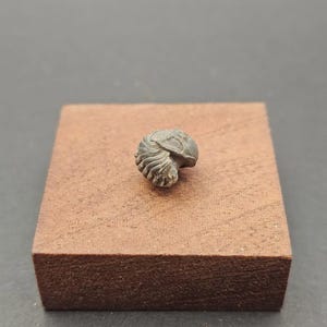 May include: A small, grey, fossilized trilobite specimen featuring a segmented, rounded body with visible ridges and a distinct head section, resting on a square, textured, light brown wooden block base with a flat top and vertical sides.