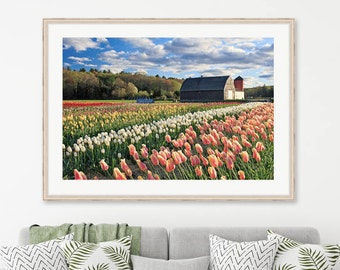 Tulip Farm Photography, Spring Flowers Wall Art, Wicked Tulips Farm Photo, Rhode Island Artwork, Large Farm Print Colorful Rustic Photograph