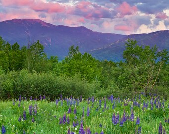 Mountain Photography, New Hampshire Photo, Lupines Picture, Wildflowers Art, Large Art Print, Landscape Sunset Photograph Purple Green Pink