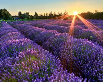 Lavender Farm Photography, Sequim Washington, Rustic Wall Art, Pacific Northwest Photo, Flowers Nature Art Print, Purple Blue Green Picture