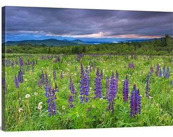 Canvas Gallery Wrap NH Mountains Large Wall Art Oversized Print Lupine Flowers Landscape Photography Purple Blue Green Living Room Decor