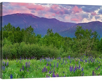 Rustic Decor Canvas Wall Art Purple Lupines Farm Flowers Mountains Sunset Pink Purple Green New Hampshire Wall Art Living Room Decor