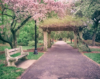 Cherry Tree Botanical Garden Bench Pergola Vine Photo Print Large Wall Art Nursery Decor Pink Green Blue Oversized Print Flowers Photography