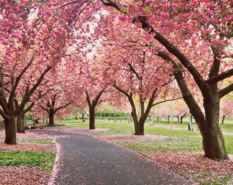 Cherry Trees Blossoms Photo Print Large Wall Art Pink Nursery Decor Pink White Yellow Green Oversized Print Spring Flowers Photography