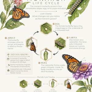 May include: An educational poster titled The Monarch Life Cycle, featuring watercolor illustrations of the butterfly's four stages: egg, larva, pupa, and adult. It includes descriptive text, a circular diagram, a timeline, and a Did You Know section.