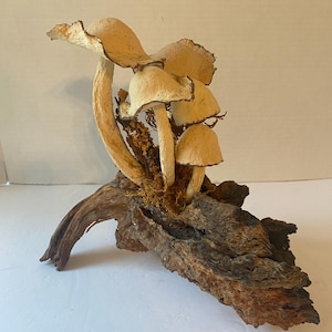 Mushroom botanical art piece  goblincore folk art