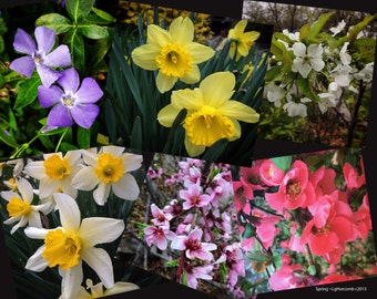 Spring Flowers 2015 x6