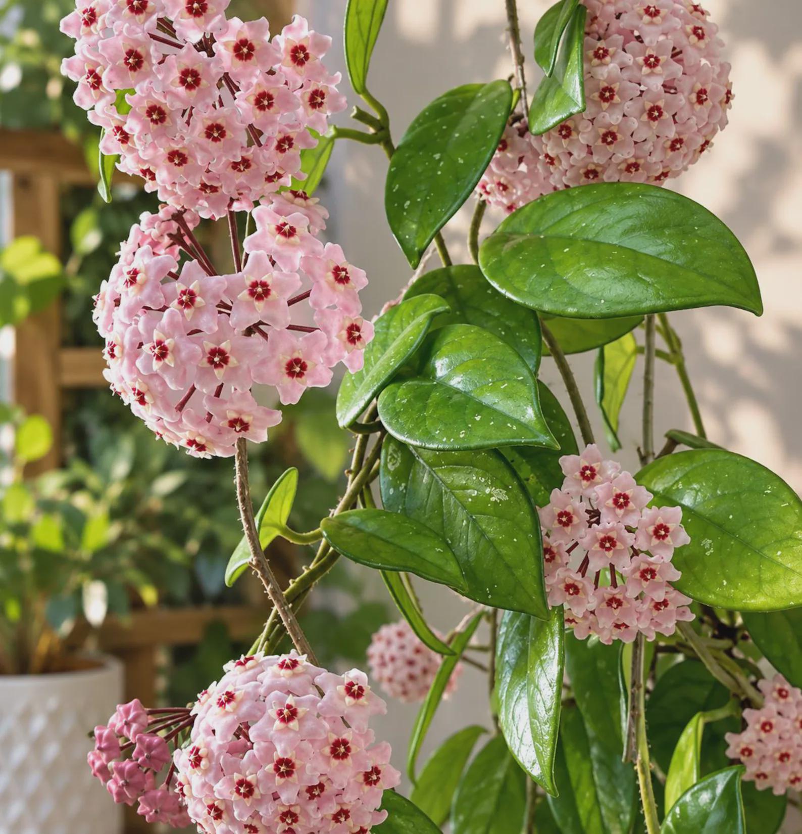 Hoya verticillata - Etsy 日本