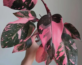 フィロデンドロン・ブラックチェリー（生きた植物）｜希少な濃い葉を持つサトイモ科植物（コレクターズチョイス）