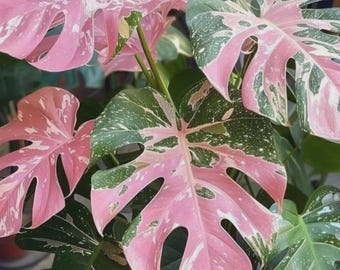Roze bonte Monstera levende plant | Zeldzame tropische aronskelkachtige kamerplant in pot | Kamerplant voor interieurdecoratie