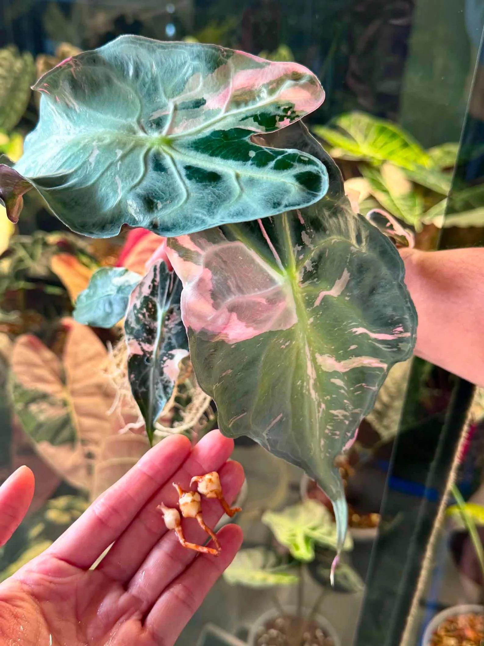 Alocasia nobilis pink variegated - Etsy 日本