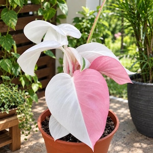 Può includere: Una pianta di Philodendron in un vaso di terracotta con grandi foglie a forma di cuore caratterizzate da motivi variegati di bianco solido e rosa tenue. Il fogliame mostra una distinta divisione cromatica, con sezioni bicolori.
