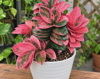 US Seller - Hoya Carnosa Madara 'snow Angel' - Etsy Singapore