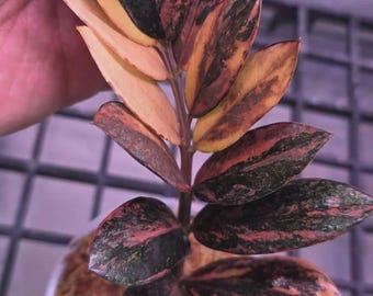 Schwarze Zamioculcas 'Red Wine' Dreifarbige, panaschierte Zamioculcas (bewurzeltes Blatt oder Stängel)