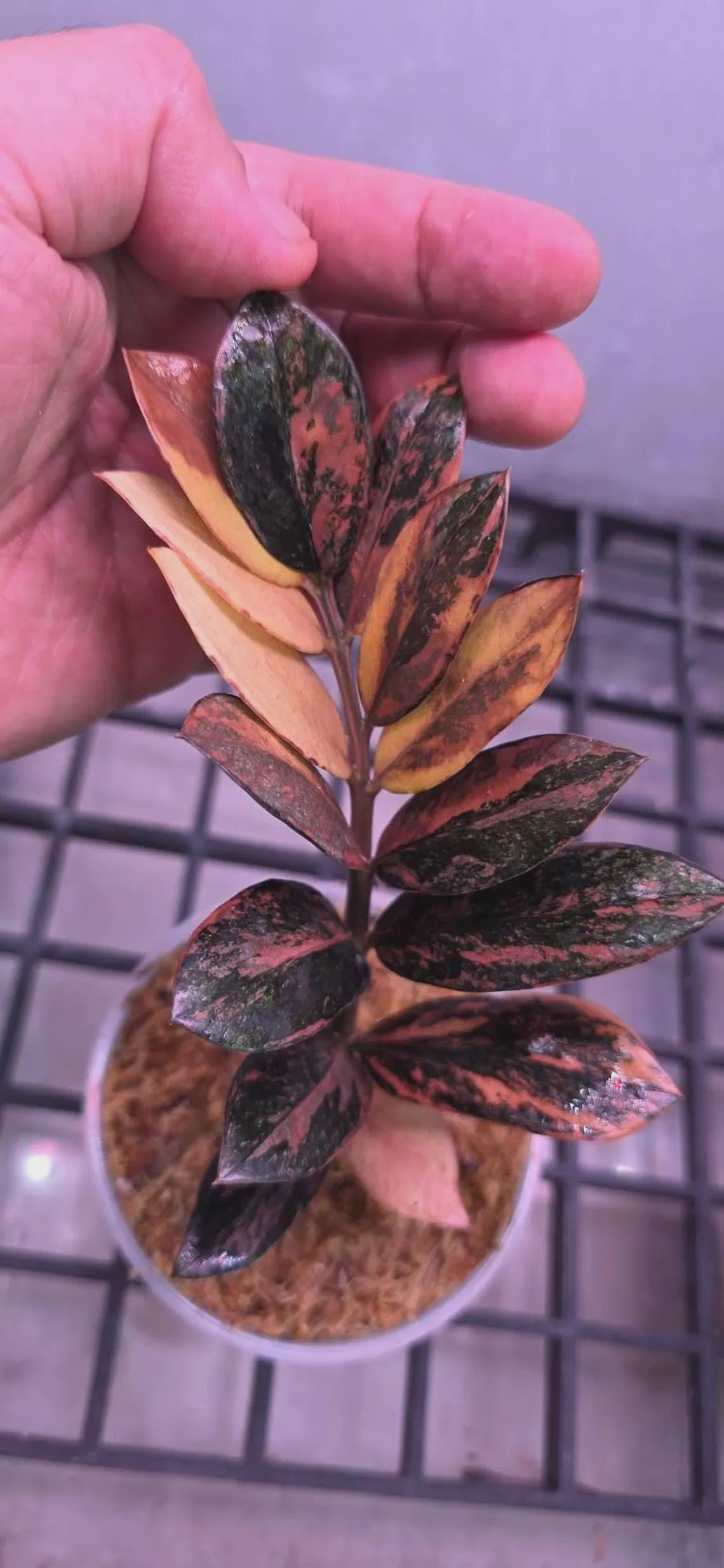 Alocasia watsoniana pink variegated - Etsy 日本