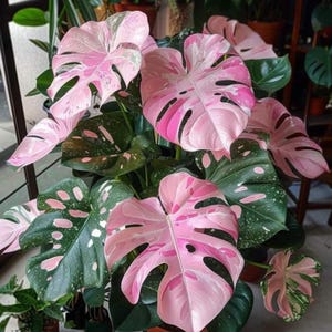 May include: A Monstera plant featuring large, heart-shaped leaves with deep fenestrations. The foliage displays a striking variegated pattern with vibrant shades of bubblegum pink, creamy white, and deep forest green across the entire plant.