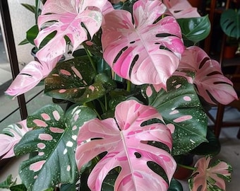 Pink Variegated Monstera Live Plant | Rare Tropical Aroid Potted Houseplant | Indoor Home Decor Plant