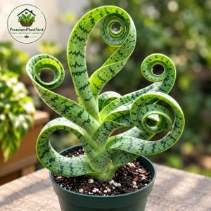 May include: A potted Albuca spiralis plant with long, light green, spiraling leaves featuring dark green horizontal markings. The plant is housed in a dark green plastic pot filled with dark soil and wood chips. A logo reads PremiumPlantNest.