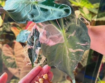 Alocasia Venom Pink Paneged Korean Cone | Jeunes plants et cormes disponibles