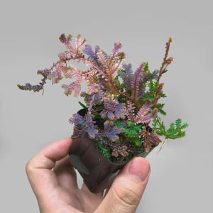 Puede incluir: Una pequeña planta en maceta con frondas delicadas y plumosas que cambian de color de verde vibrante a tonos morados y rosados. La planta está contenida en una maceta de vivero de plástico simple de color oscuro con tierra visible en la base.