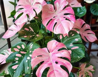 Seltene rosa panaschierte Monstera (lebende Pflanze) | Seltene tropische Zimmerpflanze | Einzigartiges Sammlerstück mit besonderem Laub (im Schatten)