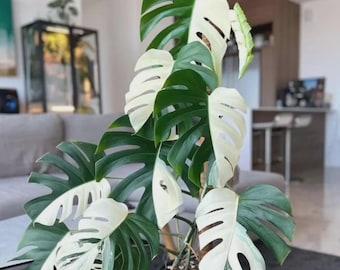 Monstera Halfmoon Albo Rooted Cutting, Rare Variegated Aroid Live Plant