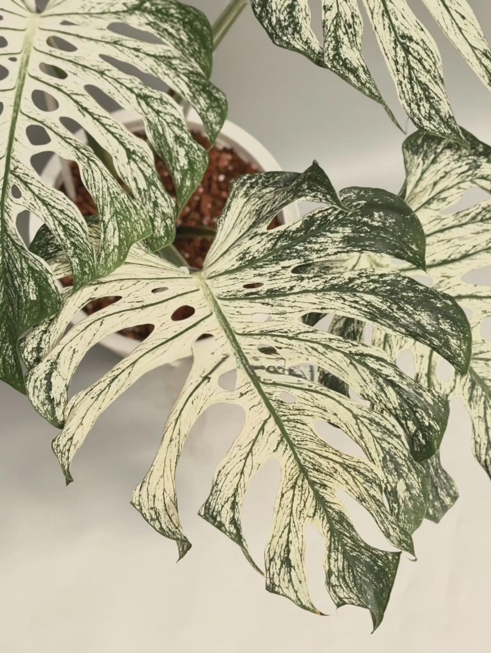 Monstera mint - Etsy 日本
