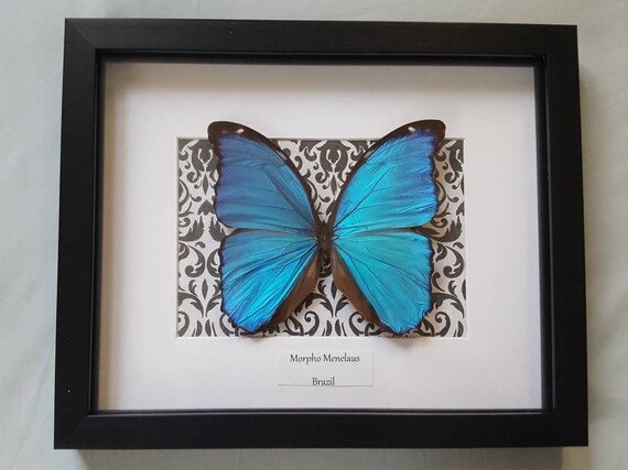 Real Framed Blue Morpho Butterfly Display Shadow Box