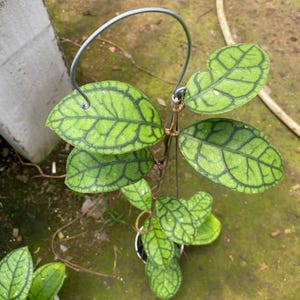 Op de afbeelding: Een Hoya callistophylla plant met dikke, vetplantachtige groene bladeren met een opvallend, donkergroen aderpatroon. De plant wordt ondersteund door een dunne, zilverkleurige metalen draadbeugel en staat in een kleine witte pot.