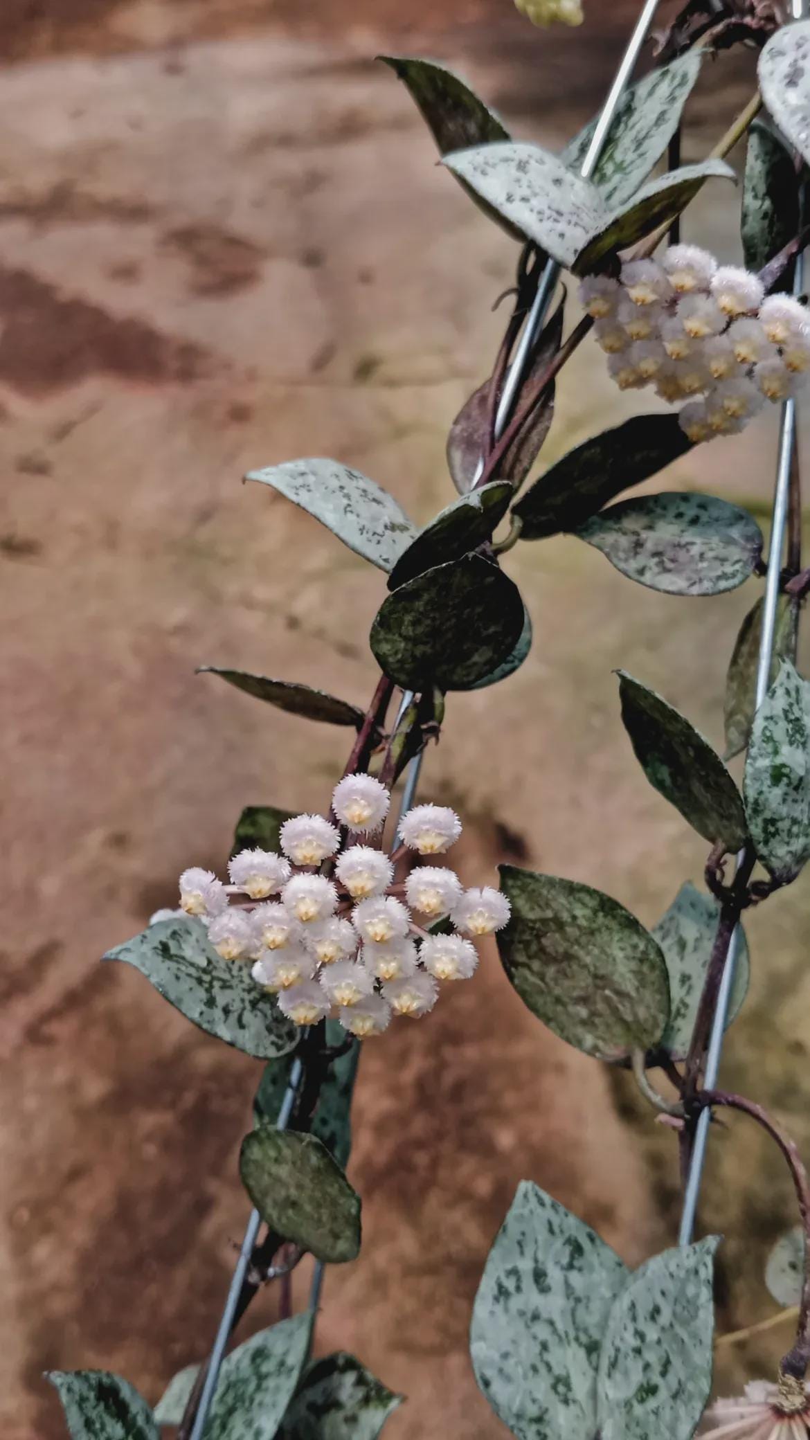 Hoya lacunosa winter pandora - Etsy 日本