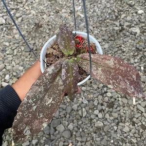 Peut inclure: Une plante Hoya dans un pot suspendu en plastique blanc avec trois longues feuilles pointues présentant un motif marbré marron et bordeaux foncé avec des taches vert clair. Le terreau est recouvert de copeaux de bois et de petites billes d'engrais rouges.