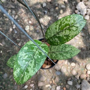 Op de afbeelding: Een Hoya-plant in een kleine zwarte pot met bonte bladeren met een gevlekt patroon van donkergroen en licht limoengroen. De plant hangt aan dunne metalen draden en toont het glanzende, ovaalvormige blad van bovenaf gezien.