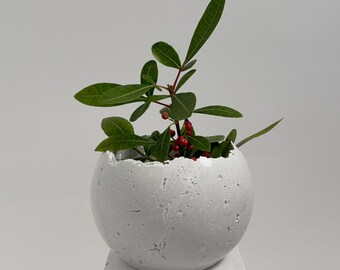 Small white concrete vessel sculpture. Sustainable. Live edge. Bowl with a natural shiny outside surface. Wabi-sabi style.