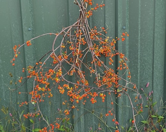Small bundle of bittersweet contain about 10 to 15 limbs.