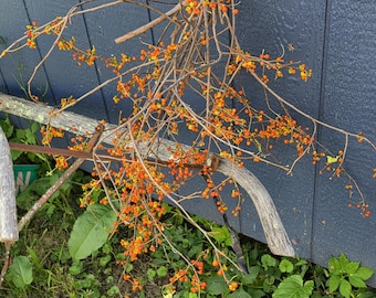 Large bundle of Bittersweet 15 to 20 limbs