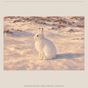 Puede incluir: Una liebre ártica blanca con orejas de puntas negras sentada en un paisaje nevado. La obra se titula Mountain Hare in Winter White, full-bleed, original artwork, Quiet Peak Prints, impresa en la parte inferior de la imagen.
