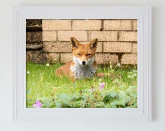 May include: A framed photograph of a red fox with a white chest and muzzle, sitting in green grass in front of a tan brick wall. The fox is looking directly forward. The frame is white with a textured, grooved border design.