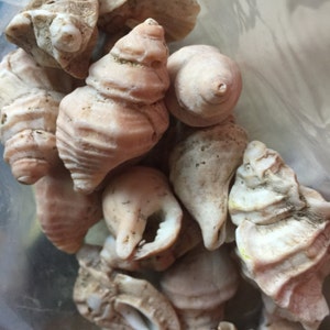 Seashell Lot ~ Large Mixed Lot of Small to Medium Shells, Beach Decor, Craft ~ Over 3 lbs