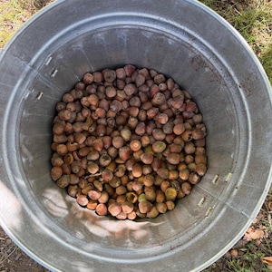 May include: A large, round, galvanized metal bucket filled with a collection of brown acorns. The bucket has a ribbed texture along its interior walls and a metallic silver finish. The acorns vary in shade from light tan to dark brown.