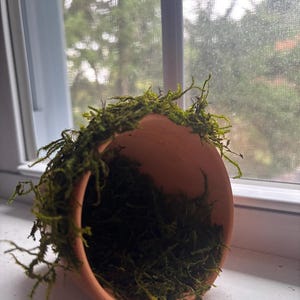 Terracotta Pot Hamster Hideout with Live Moss (Pet Habitat)