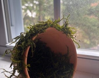 Cachette pour hamster en pot de terre cuite avec mousse vivante (habitat pour animaux de compagnie)