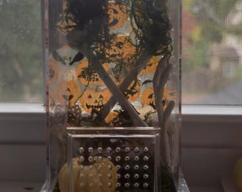 Juvenile Jumping Spider Enclosure