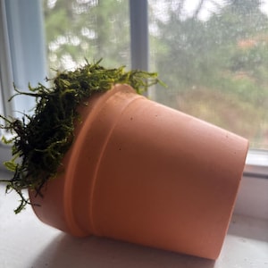 K&ouml;nnte beinhalten: Ein auf der Seite liegender Terrakotta-Blumentopf mit einer glatten, matten, hell orange-braunen Oberfl&auml;che und einem ausgepr&auml;gten Rand. Das Innere des Topfes ist mit einem dichten, strukturierten B&uuml;schel aus leuchtend gr&uuml;nem Moos gef&uuml;llt.