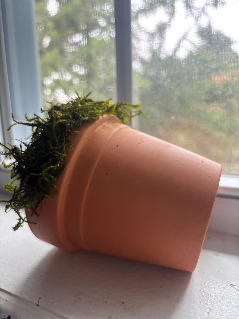 K&ouml;nnte beinhalten: Ein auf der Seite liegender Terrakotta-Blumentopf mit einer glatten, matten, hell orange-braunen Oberfl&auml;che und einem ausgepr&auml;gten Rand. Das Innere des Topfes ist mit einem dichten, strukturierten B&uuml;schel aus leuchtend gr&uuml;nem Moos gef&uuml;llt.