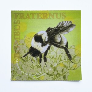 May include: Square artwork featuring a detailed illustration of a bumblebee with black and white markings, set against a green background with floral patterns. The word "FRATERNUS" is printed at the top, with additional text along the left side and bottom.