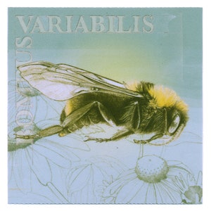 May include: A close-up of a bumblebee with yellow and black stripes, perched on a white flower. The bee's wings are spread out, and its body is covered in fine hairs. The background is a light blue, with a faded image of flowers.